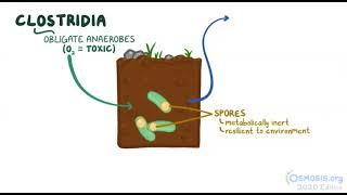 Understanding Clostridia Bacteria: Health Impacts, Infections, and Prevention x osmosis