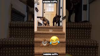 Saani Potaan  #funny #cat #shorts #dog #shortsfeed #animals #dubbingdappa #catvideos #dogshorts