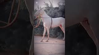 White Horse ️ #petsvlog #shehrmedihat #petlover #horse #animallover #trendingshorts #viralvideo