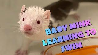 BABY MINKS LEARNING TO SWIM!