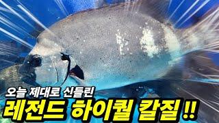 침샘 폭발 한땀 한땀 레전드 횟감