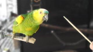 Stop My Bird From Biting | Amazon Parrot