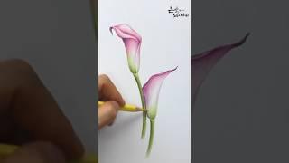 칼라(카라 Calla)꽃 색연필 그리기 | 보태니컬아트 꽃그림 배우기