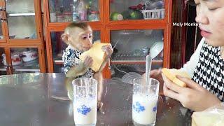 Moly Surprise To Eat Bread And Milk With Mom | Molly Like To Eat Bread