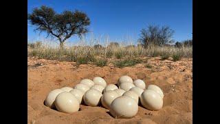 Ostrich nest - Kalahari