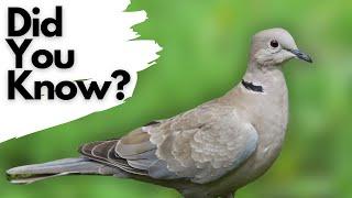 Things you need to know about COLLARED DOVES!