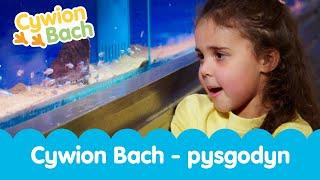 Cywion Bach - Pysgodyn | Welsh Toddler Nursery - Learn First Welsh Words Fish