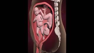 AMAZING TWINS FIGHTING INSIDE THE WOMB FOR SUPREMACY (3D ANIMATION)