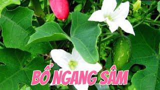 EP 100 : Loại rau dại không trồng,chẳng châm mà mọc xanh tốt, bổ ngang sâm.