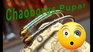 Chaoborus Pupa Fly Pattern Fly Tying Tutorial