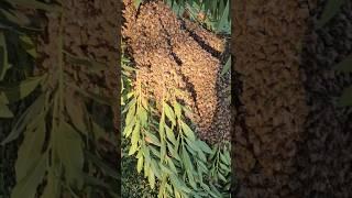 Relocating Massive Swarm of Honey Bees