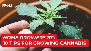 Home Growers 101: ILGM's Top 10 Tips for Growing Cannabis