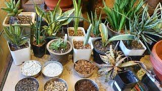 Potting Mix Options  for Sanseviera and House plants - fast draining | Cinder , pumice , coco chips