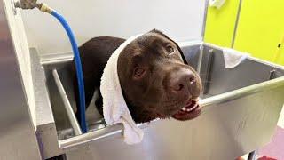 LABRADOR BATH TIME!!