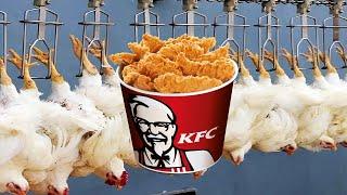 How KFC’s Crispy Chicken is Made: From Farm to Fryer