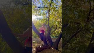 Hamadryad - Greek Mythological being that is born bonded to a certain tree ️ #adamsonfilms