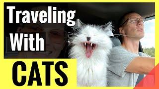 Tips for Traveling with Cats Long Distance in Your Vehicle