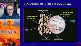 Менструальный цикл l Пустотина О.А.