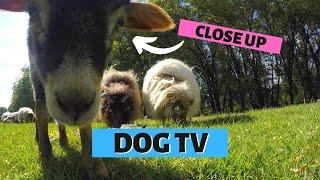 DOG ENTERTAINMENT VIDEO | Close Up Curious Sheeps & Lambs