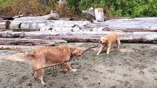 Golden Retriever Brothers Tug O' War Match