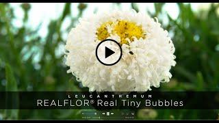 PlantHaven - Leucanthemum REALFLOR® Real Tiny Bubbles