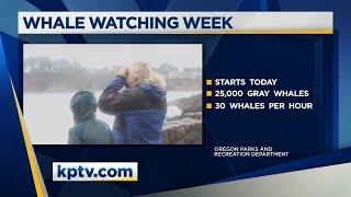 You're whalecome: Winter whale watching week begins off Oregon Coast