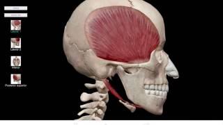 Learn@Visible Body - Mandible Protraction and Retraction