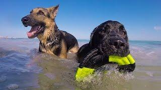 500 DOGS ON A BEACH