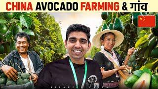 Avocado farming and village in China