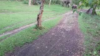 Aggressive One horn rhino attacking elephant || CNP || Nepal