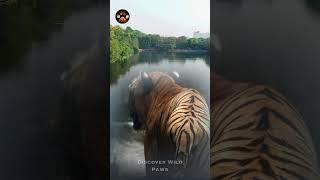 Tiger Attack Stories from Sundarbans India #shortvideo #discoverwildpaws