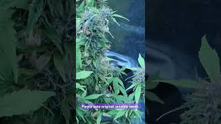 Purple auto original sensible seeds. 