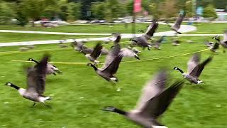 When Canada Geese Taking Off, it’s Not Always the Geese in the Front Who Give the Signal to Fly! 