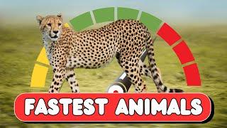 Top 10 Fastest Animals in the World | Mind-Blowing Animal Speeds! | UZR Tube