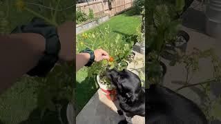 Tucker loves tomato picking    #dogshorts #dogsofyoutube #dogsoftiktok #labradorretriever