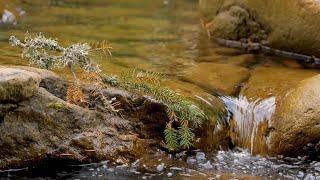 Carpathian Biosphere Reserve, Ukraine