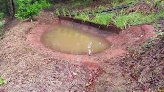 Permaculture Inspired Ponds & Swales 2