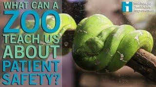 What can a zoo teach us about patient safety?