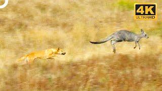 Wild Dingo Dogs Chasing A Kangaroo  | 4K Animal Documentary