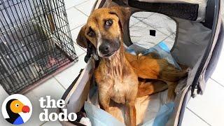 Dog Who Was Too Skinny To Move Finally Lifts Her Head Up | The Dodo