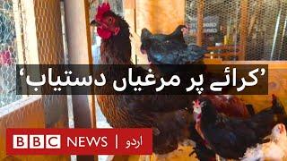 Americans renting chickens as egg prices rise - BBC URDU