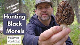 Hunt and Cook black snyder Morels 2025