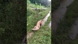 #timo #dog #goldenretriever #viral #trending #shorts