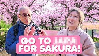 SAKURA & HANAMI — You Didn't Know This About Cherry Blossoms in Japan!