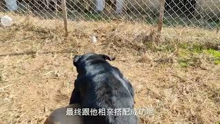 猛犬处对象，大黑狗表现主动，斗犬看不上夹尾巴