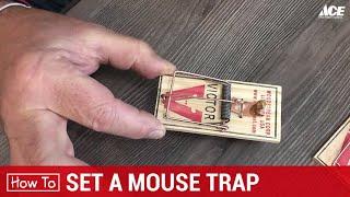 How To Set A Mouse Trap - Ace Hardware