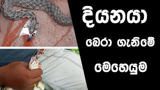 ගොදුර හිරකරගත් දියනයා බේරාගැනීමේ මෙහෙයුම [rescue snake from big fish] FishFix SriLanka