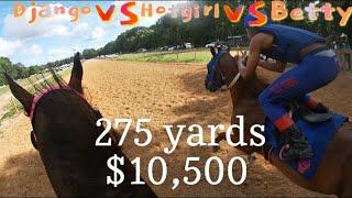 $10,500 3 horse race️Django VS Hotgirl Vs BettyWright 275 Yards #horses #horseracing #quarterhorse