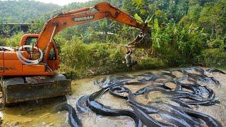 Using Large Excavator Catch Many Fish, Exciting Fishing With Excavator Find Catch Fish