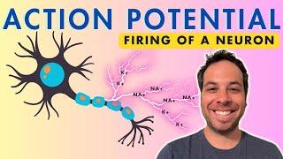 Action Potential - Firing of a Neuron - Depolarization